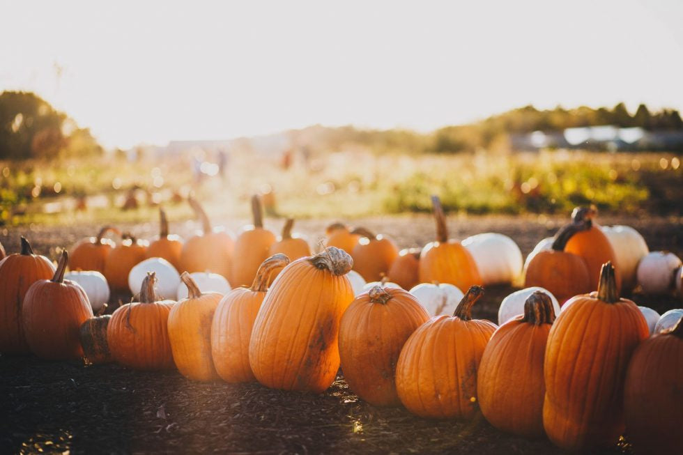 Pumpkin popular Harvest