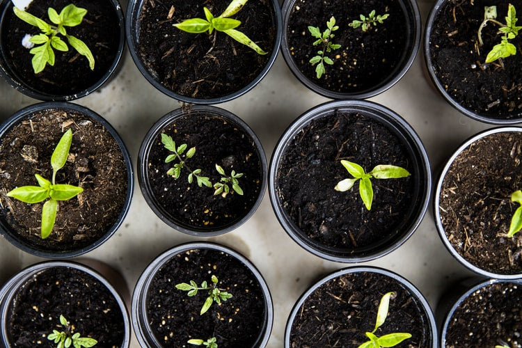 Potting Mix for Herbs and Vegetables Urban Leaf