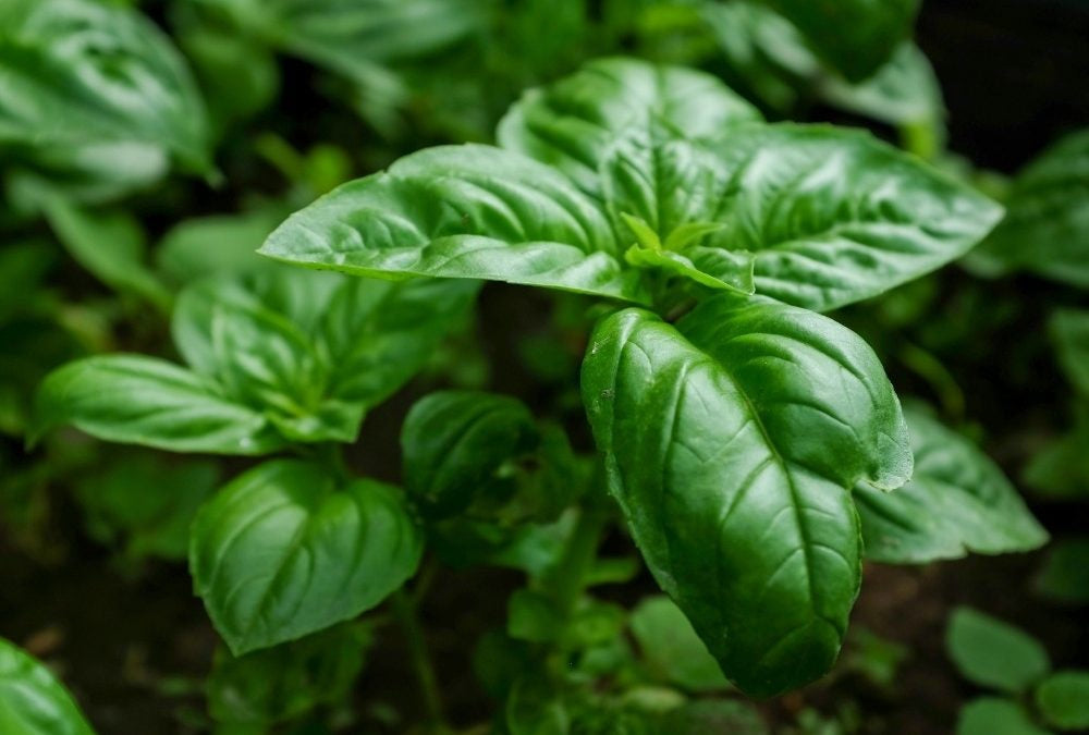 How to Grow Basil Indoors Urban Leaf