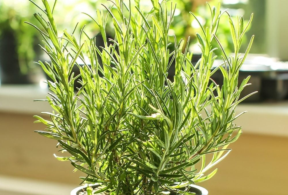 8 Reasons to Include Rosemary in the Garden - One Green Planet