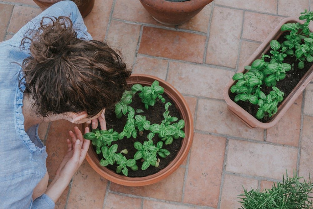 How to Seed Prune and Harvest Basil in Pots or the Garden