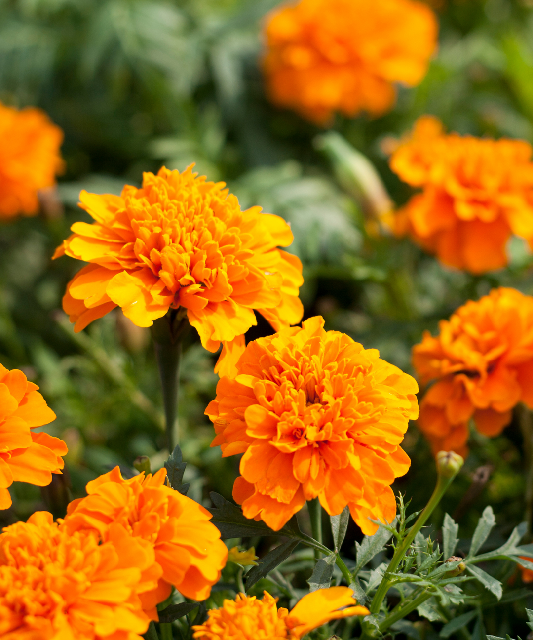 Marigold - Durango Outback – Urban Leaf